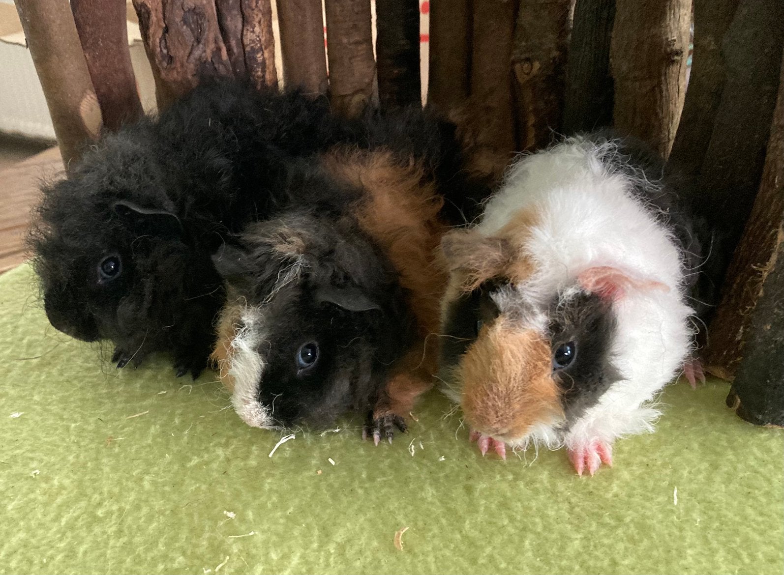 Diverse jonge lunkarya cavia’s, Cavia, Augustus, Meerdere dieren, Tam