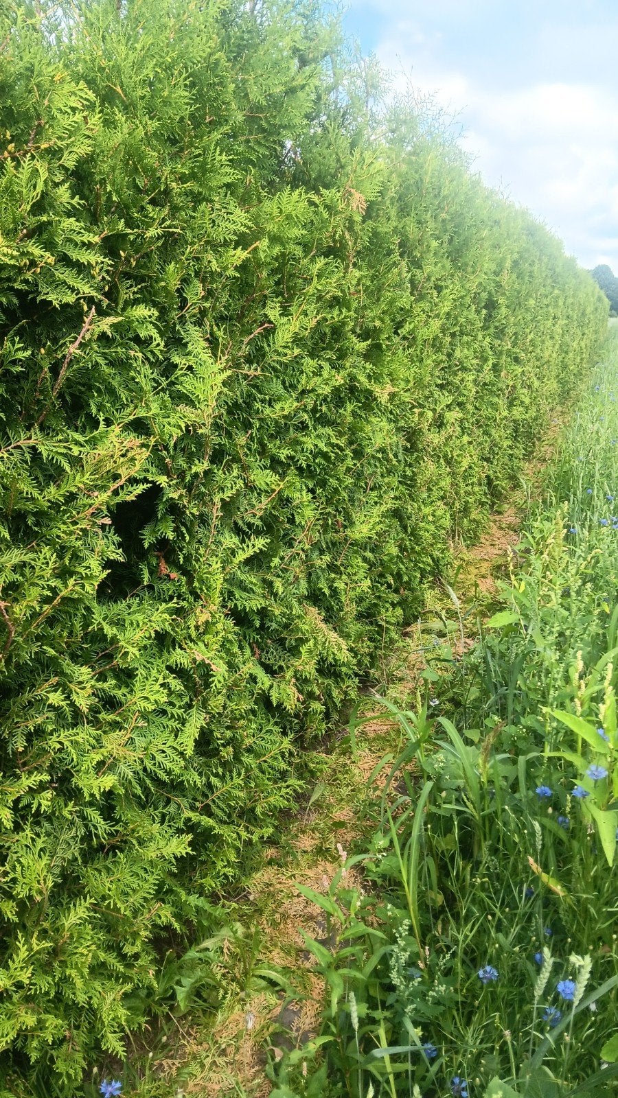 Thuja Brabant coniferen 250 cm plus, Ophalen of Verzenden, Conifeer, Haag, 100 tot 250 cm