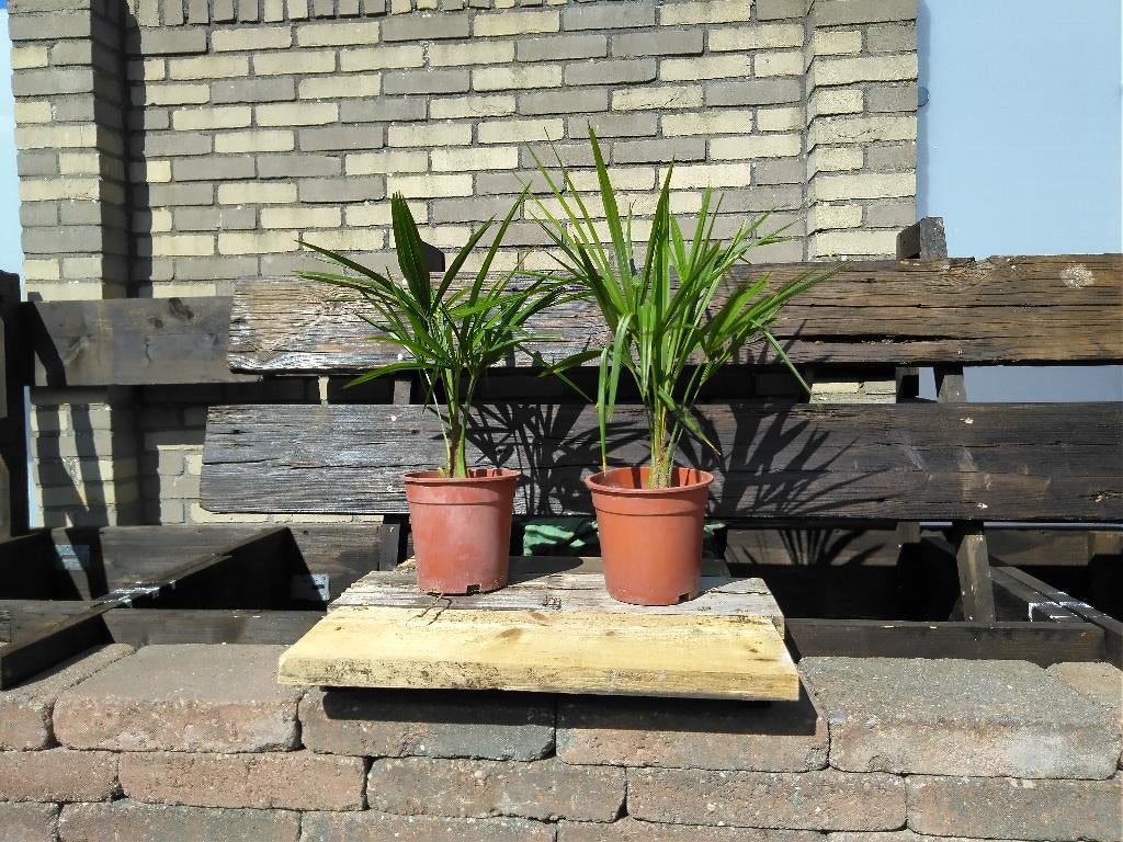 Winterharde Trachycarpus fortunei palmen te koop!, Tuin en Terras, Planten | Tuinplanten, Volle zon, Vaste plant, Bloeit niet