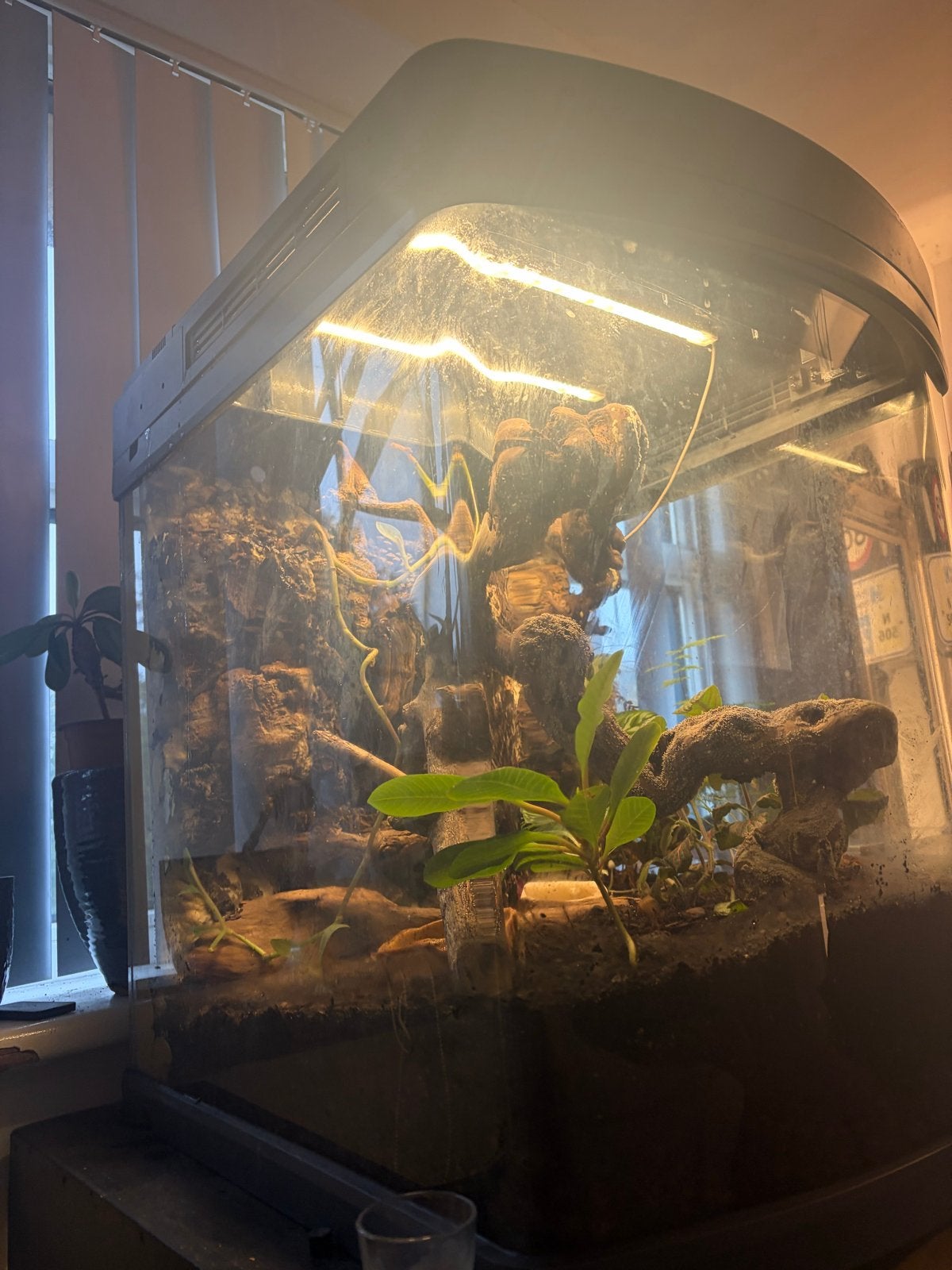 Wimper gekko met bio actief terrarium Crested Gecko photo 3