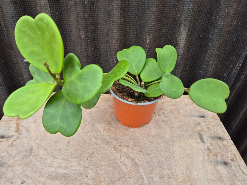 Hoya Kerrii p12 (3)