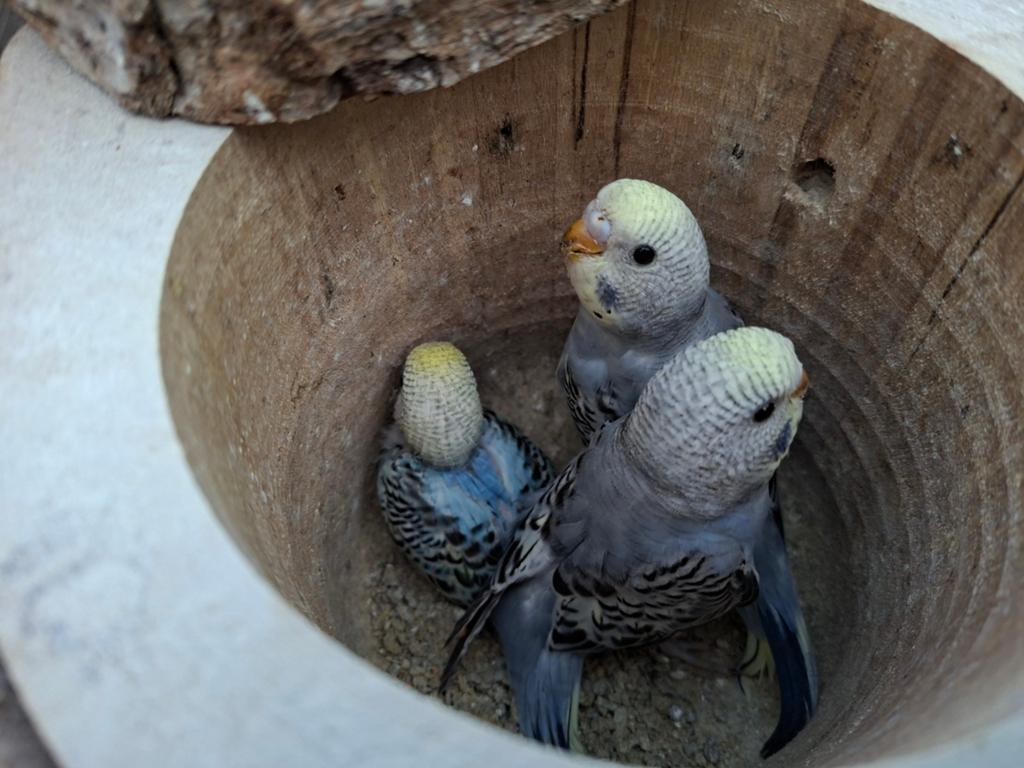 9 jonge Grasparkieten, Meerdere dieren, Parkiet