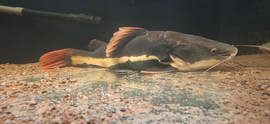 Redtail catfish, Vis, Zoetwatervis