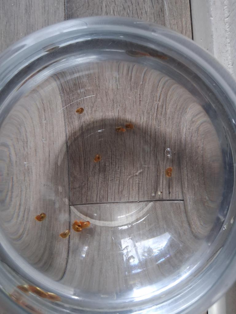 Rode aquarium slakjes, Dieren en Toebehoren, Ophalen of Verzenden