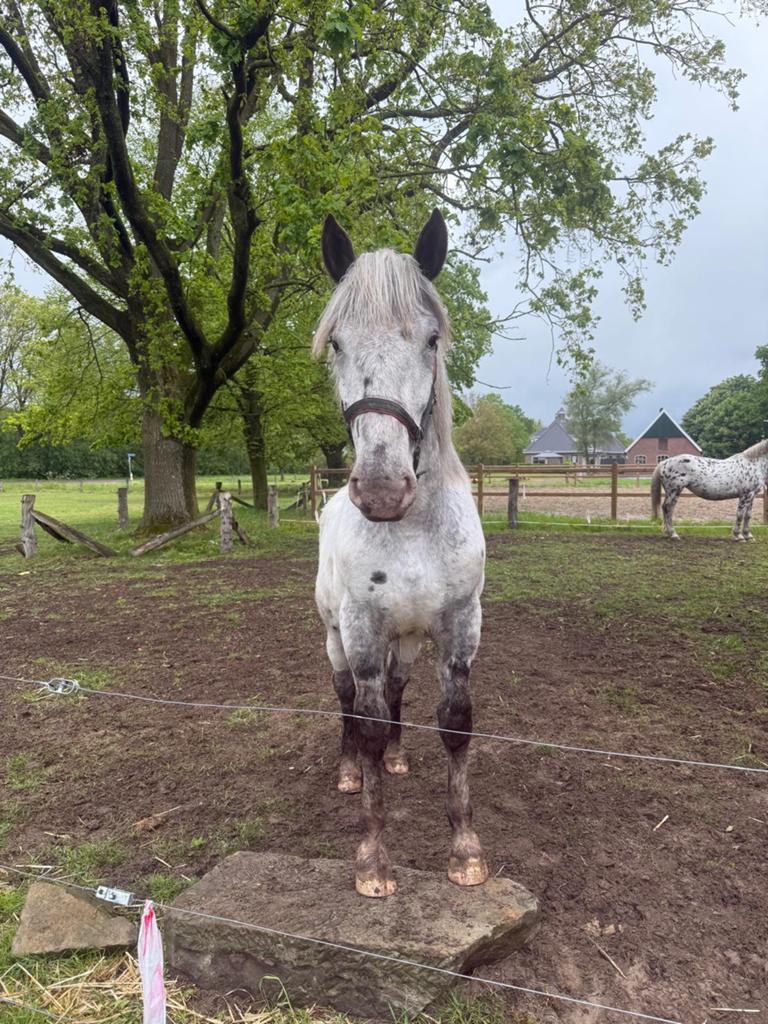 Noriker merrie fewspot tijger, Dieren en Toebehoren, Paarden, Merrie, Minder dan 160 cm, Met stamboom, 0 tot 2 jaar