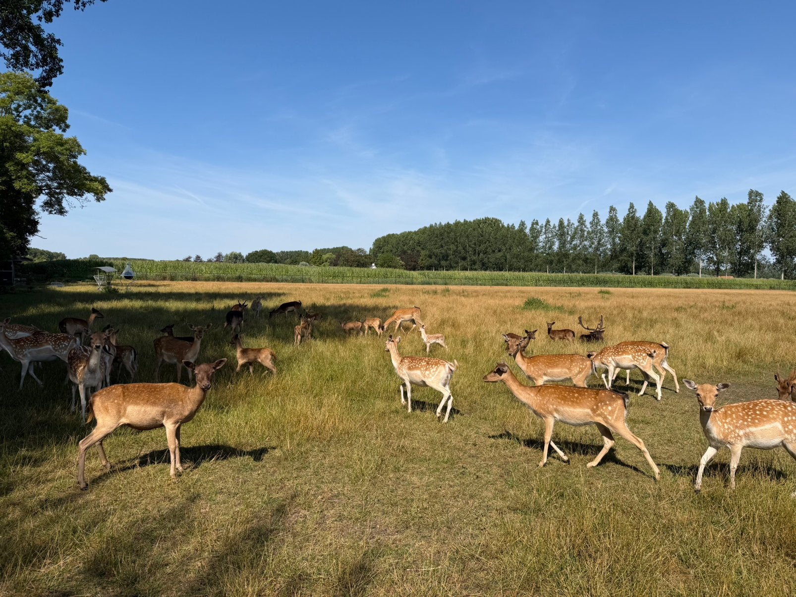 Damherten, Dieren en Toebehoren, Juli, Meerdere dieren