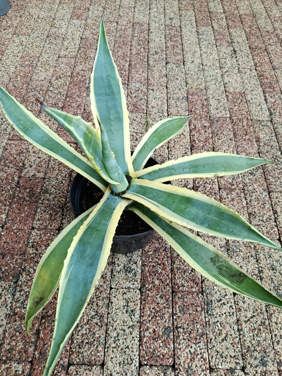 Te koop agave, Tuin en Terras, Volle zon, Vaste plant, Bloeit niet, Ophalen