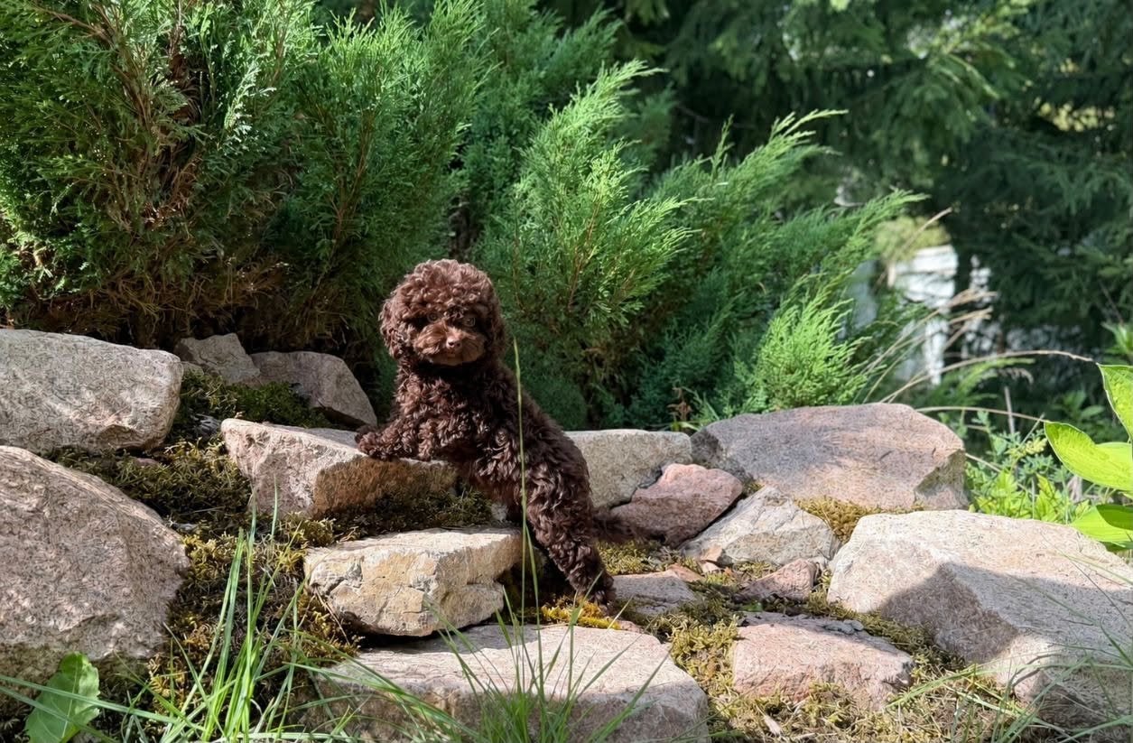 Toy Poodle Chocolate Teef - Chinese lijn - Marbella, Overige rassen, 8 tot 15 weken, Buitenland, Teef