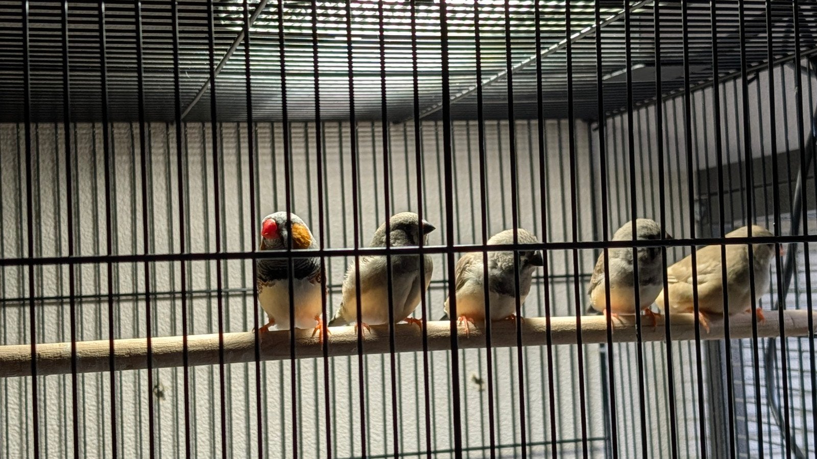 familie zebravinkjes, Dieren en Toebehoren, Meerdere dieren, Tropenvogel, Geringd