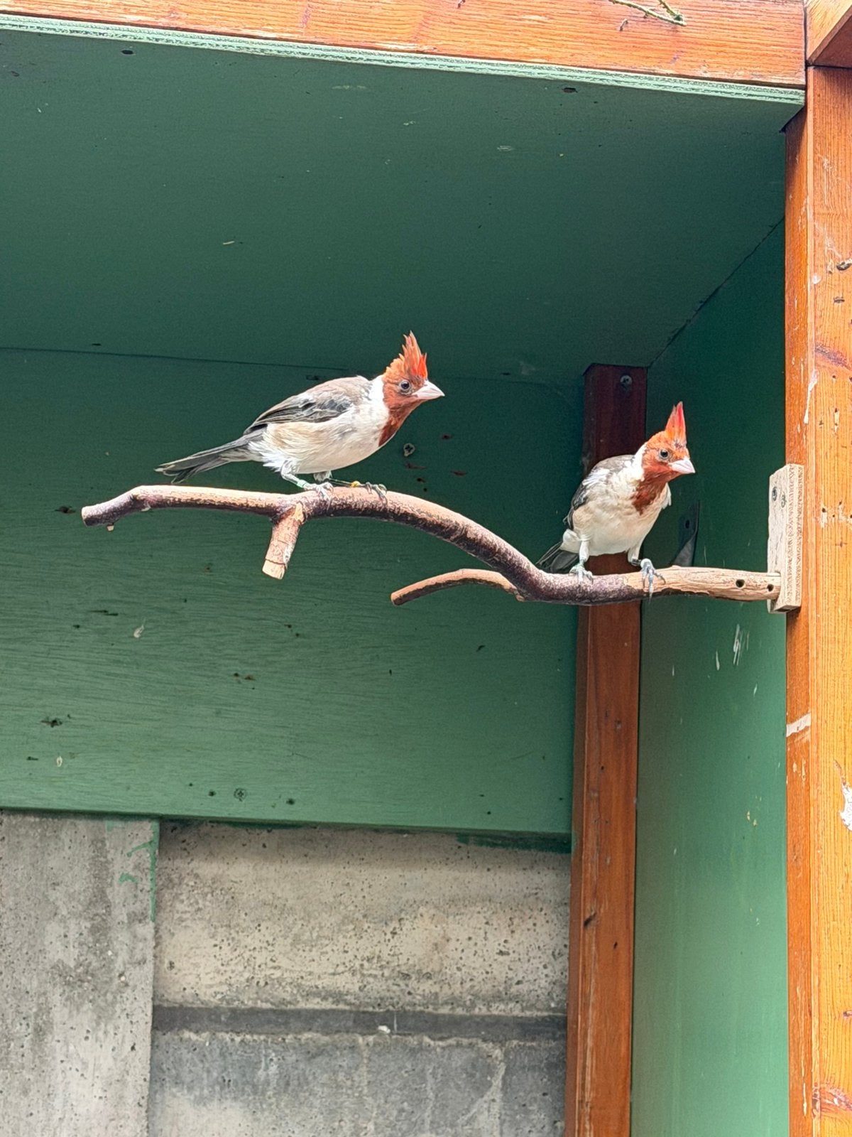 Roodkuifkardinaal, Dieren en Toebehoren, Meerdere dieren, Geringd