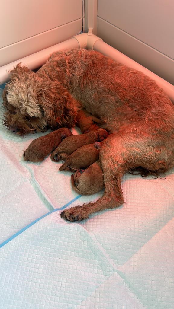 Toypoedels x Cavapoo f1b, Dieren en Toebehoren, Poedel, 8 tot 15 weken, Meerdere, Meerdere dieren