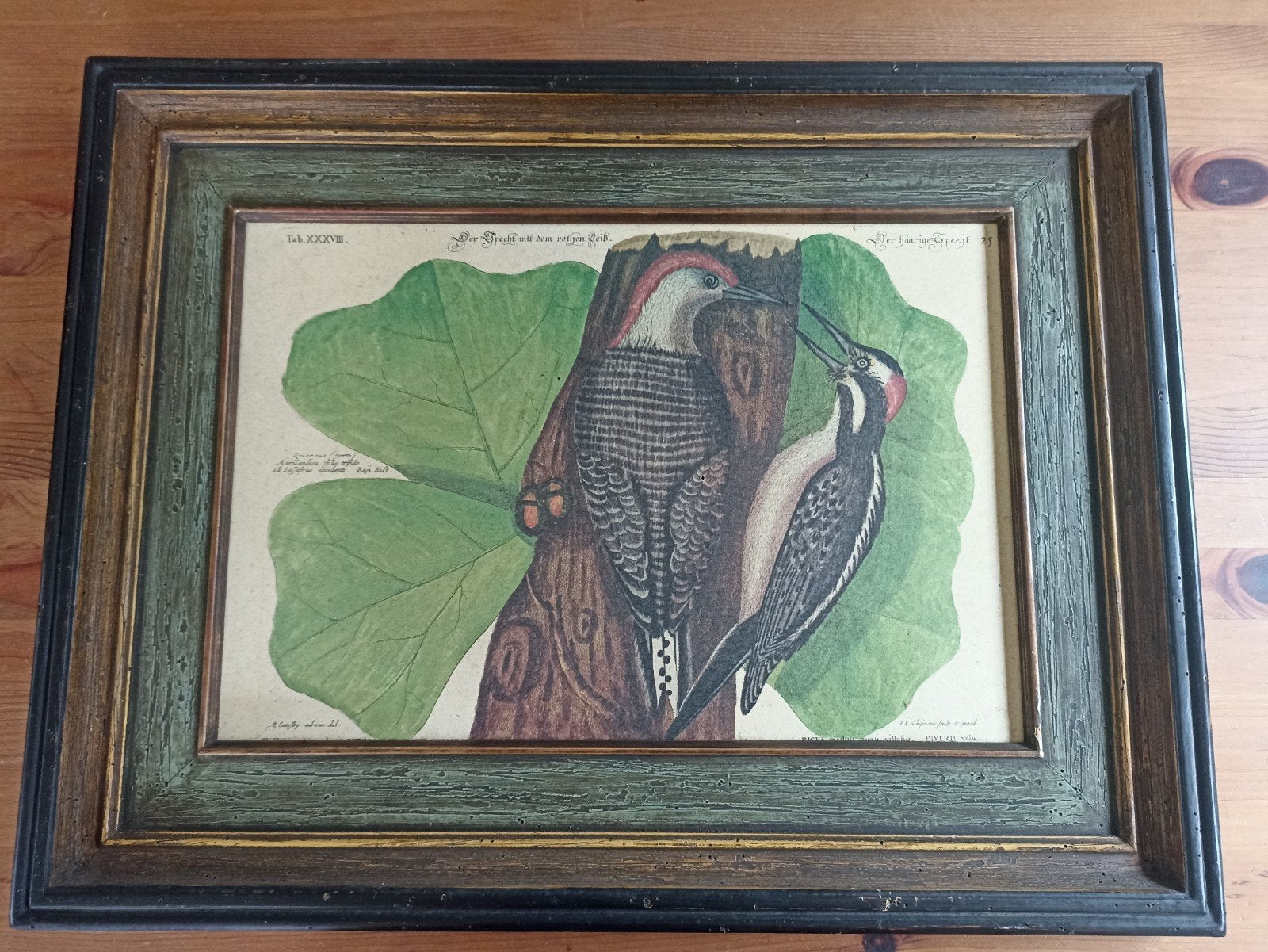 Fraai schilderij, Der harige specht., Ophalen