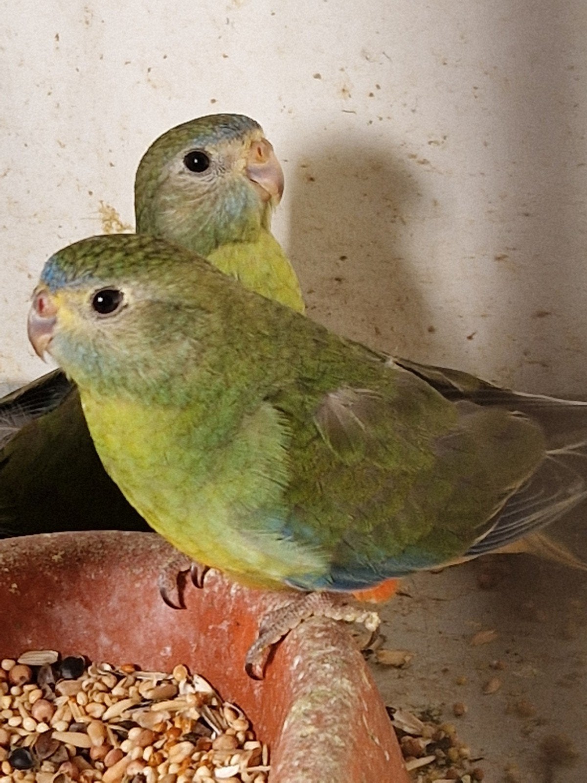 turquoisine poppen, Vrouwelijk, Parkiet