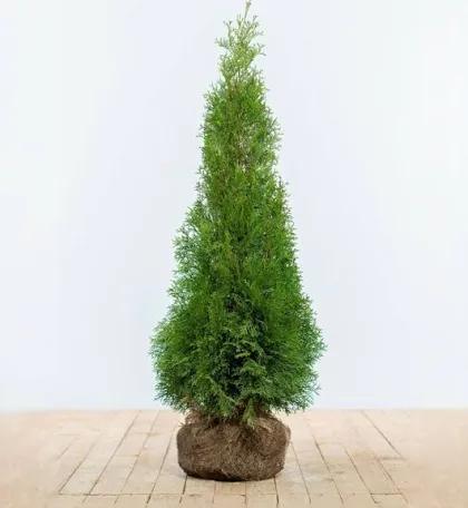 13 coniferen thuja smaragd, Bloeit niet, Halfschaduw, 100 tot 250 cm, Overige soorten