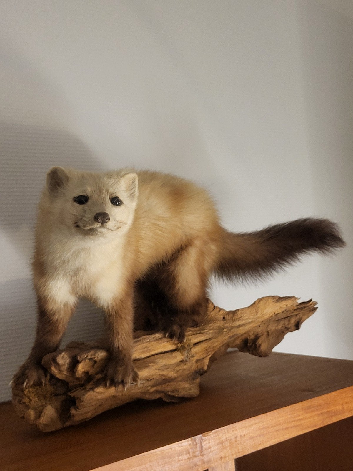 Prachtige marter taxidermie in uitstekende staat, Ophalen, Zo goed als nieuw, Overige soorten, Opgezet dier