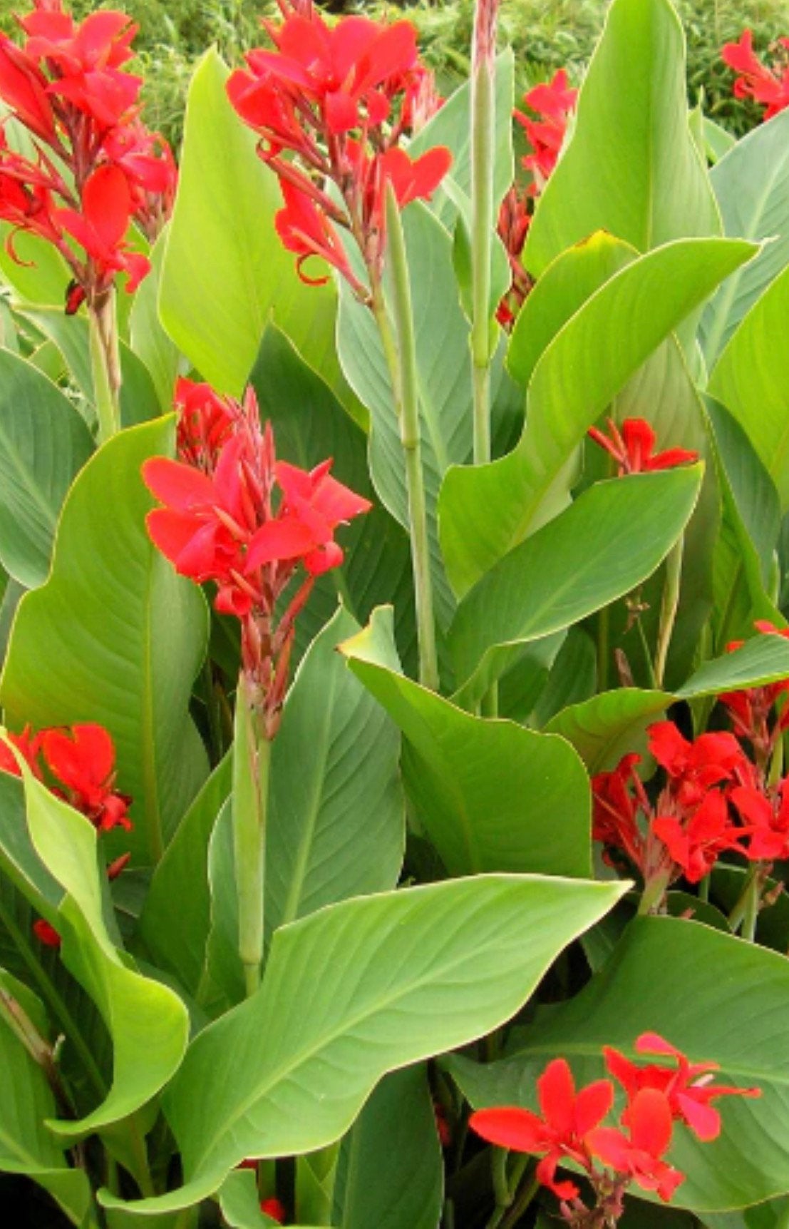 Canna lelies Indisch bloem riet ( zaailingen )  mooie plant, Tuin en Terras, Planten | Tuinplanten, Volle zon, Vaste plant, Zomer