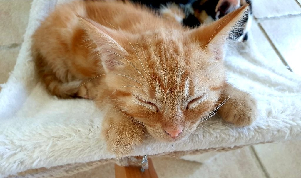 Prachtige en super lieve kittens/rood katertje/cyper/lapje, Meerdere dieren, Ontwormd, 0 tot 2 jaar