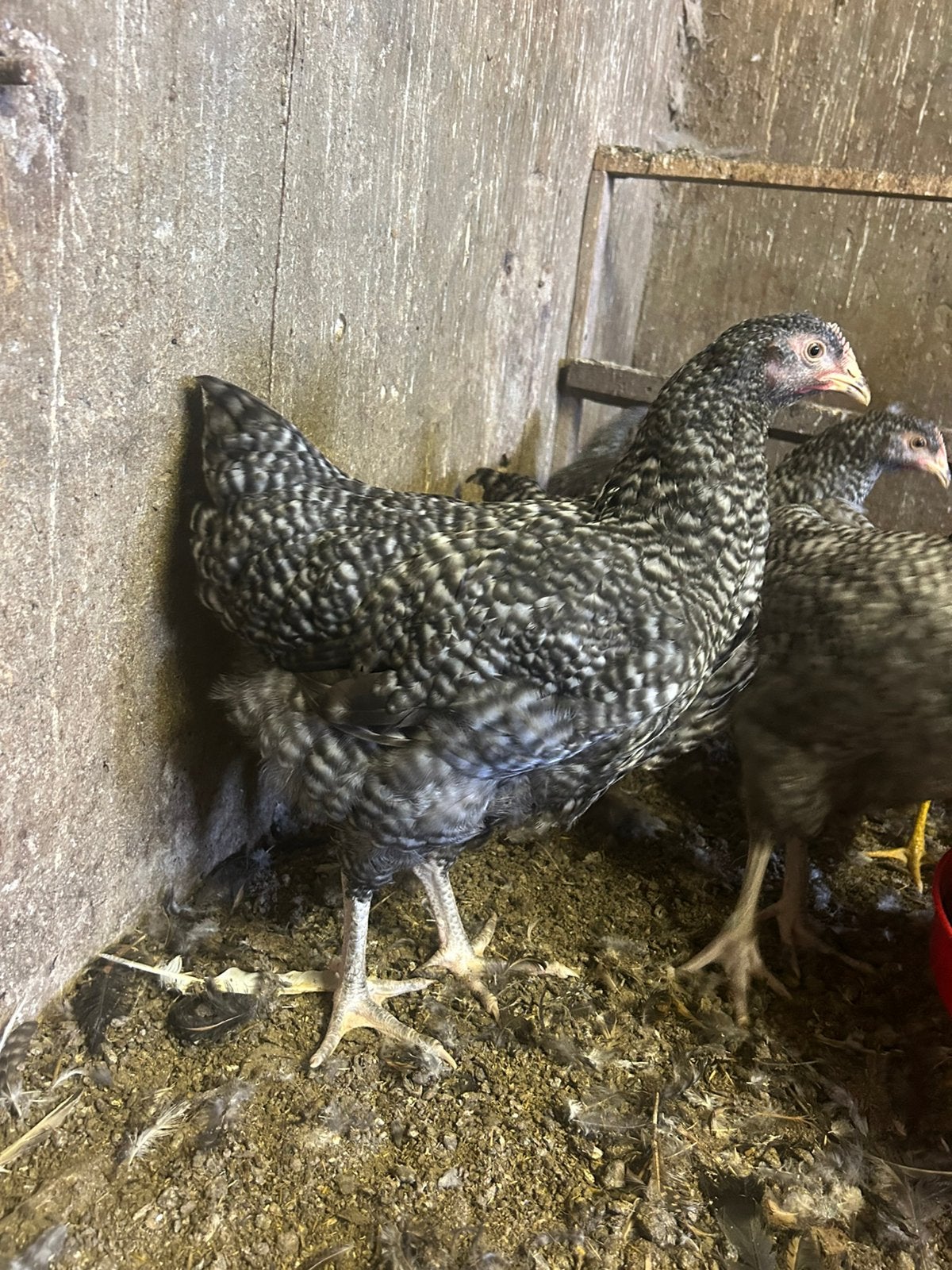 Trio noordhollandse blauwe, Dieren en Toebehoren, Pluimvee, Meerdere dieren, Kip