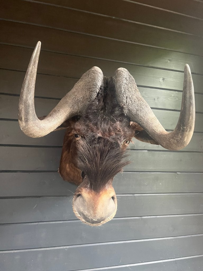 Opgezette Black wildebeest Gnoe met stoere hoorns, Verzamelen, Dierenverzamelingen, Ophalen of Verzenden, Nieuw, Wild dier, Opgezet dier