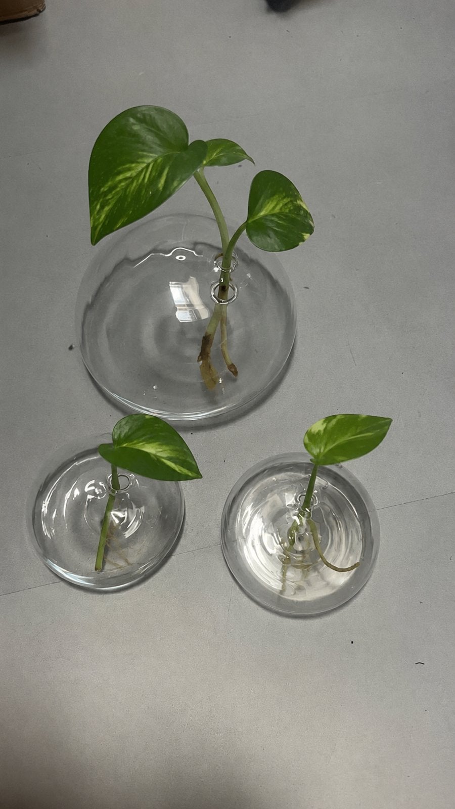 Muur vaasjes voor bloemen of plantenstekken, Ophalen of Verzenden, Nieuw, Transparant, Glas