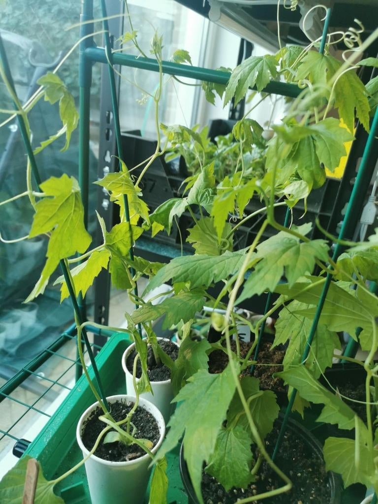 Sopropo, ampalaya, pare, balsempeer, Verzenden, Eenjarig, Overige soorten, Volle zon