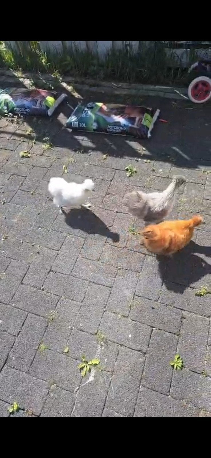 Te koop of ruilen voor kip, Dieren en Toebehoren, Mannelijk, Kip