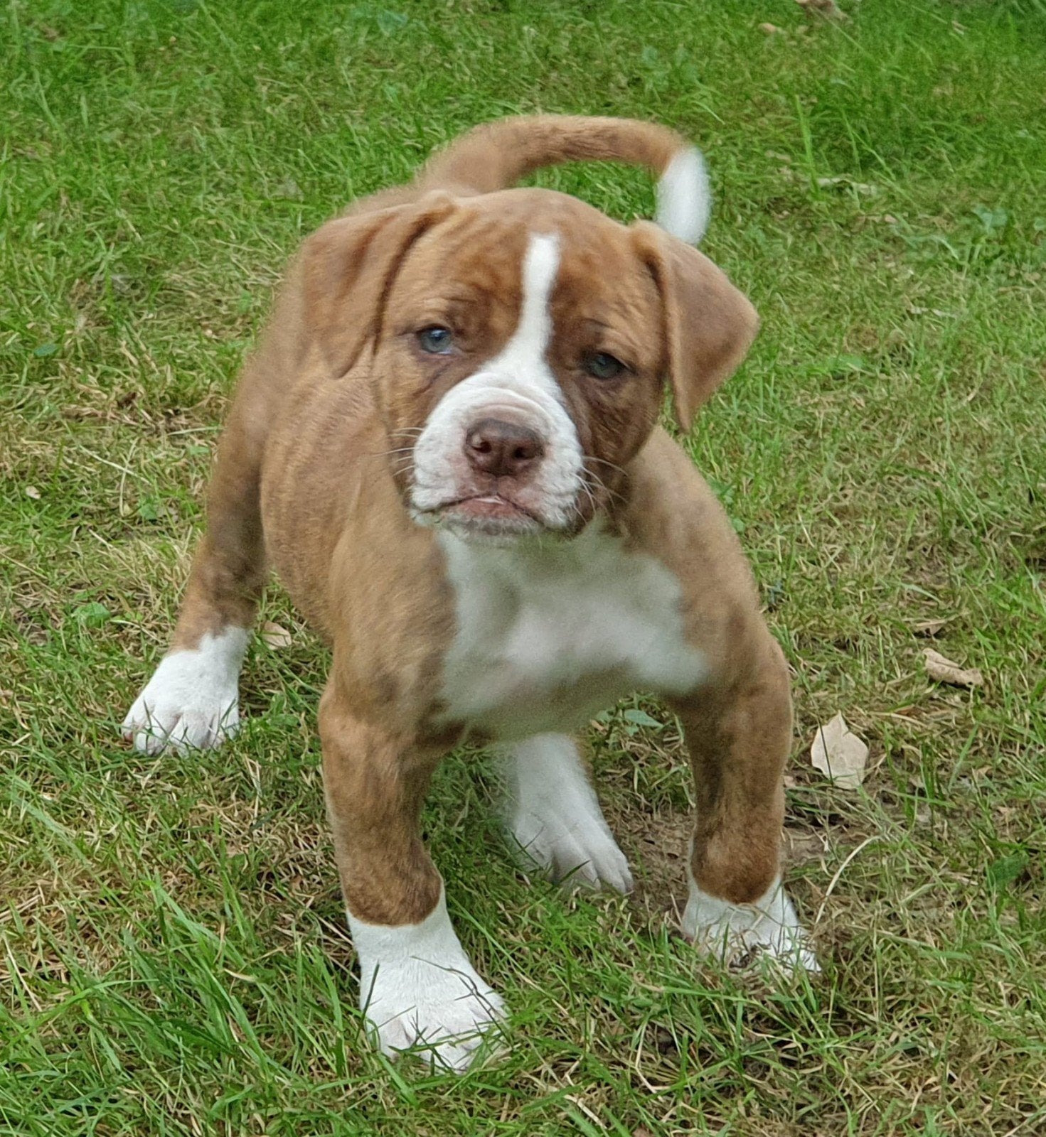 Prachtige Amerikaanse bulldog pups met stamboom, Parvo, Nederland, 8 tot 15 weken, Bulldog