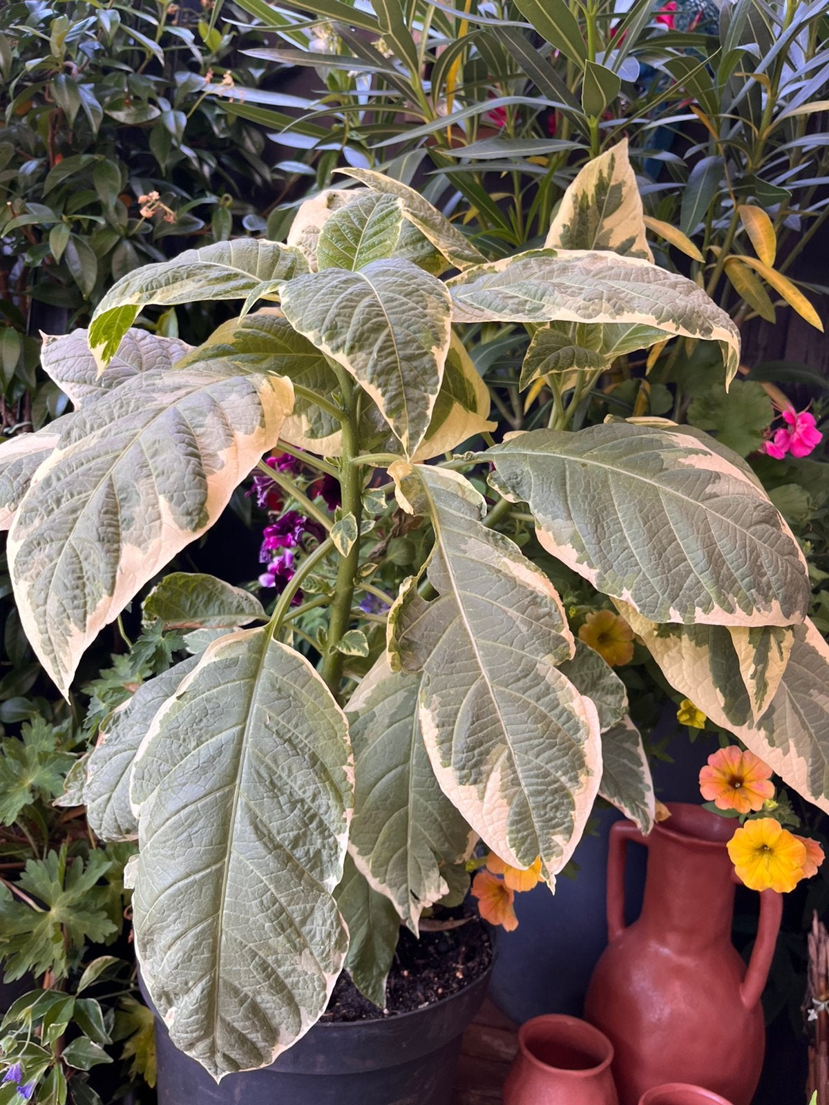 Mooie bonte Brugmansia, Tuin en Terras, Ophalen, Overige soorten, Volle zon