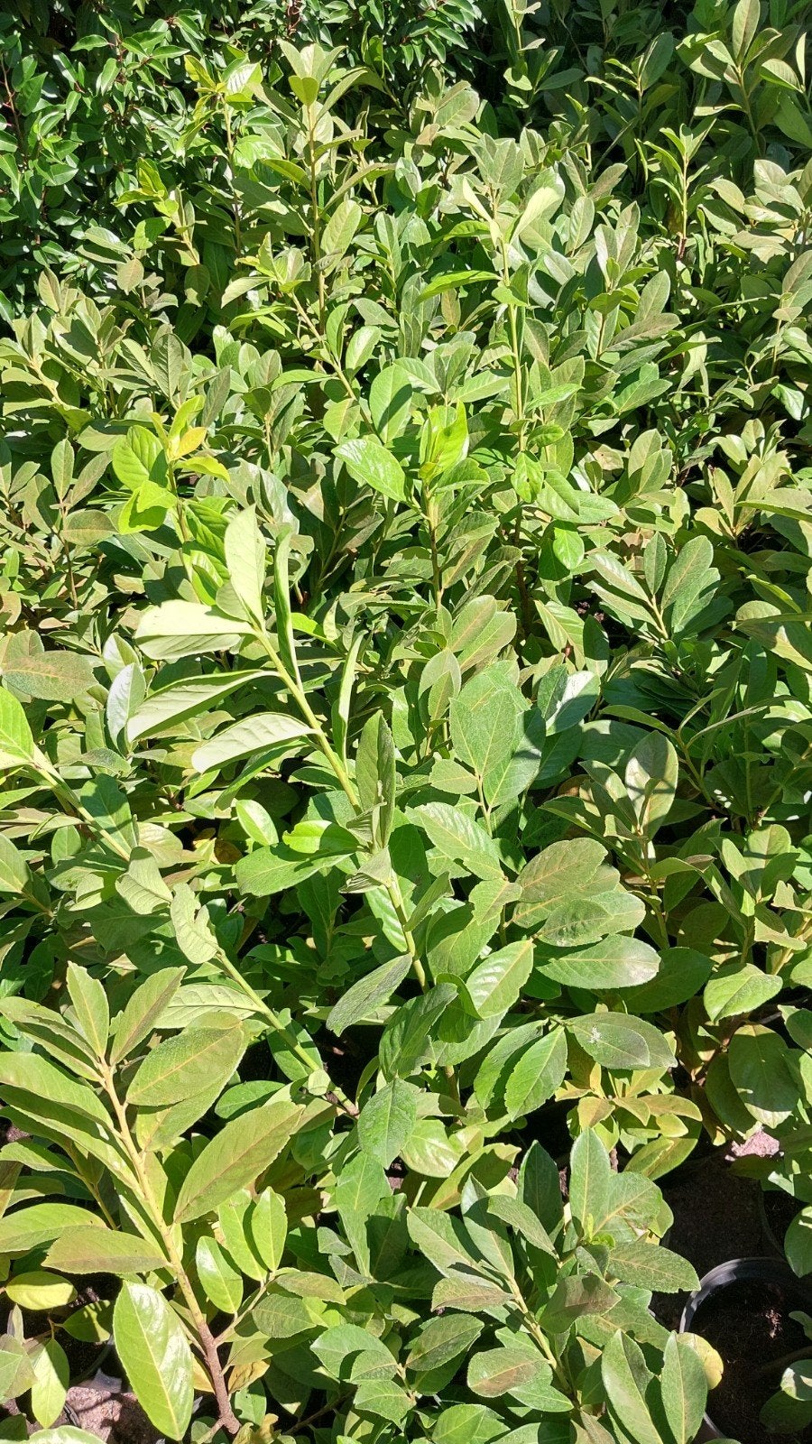 partij ruim 600 laurier haag heg vaste plant, Tuin en Terras, Ophalen, Laurier, 100 tot 250 cm