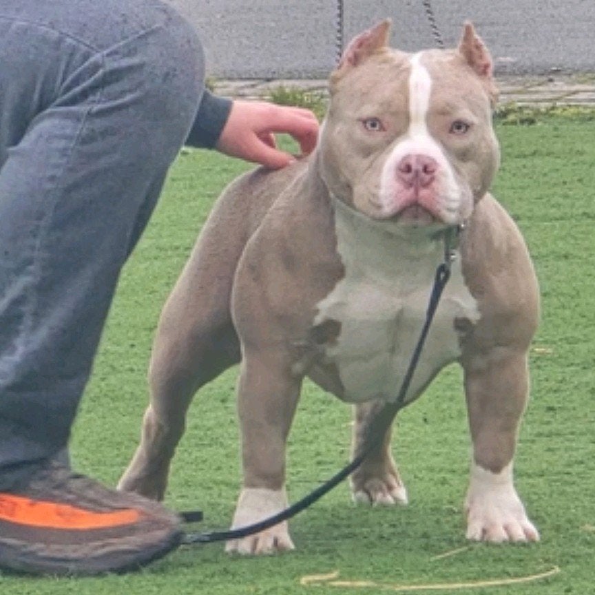 american pocket bully puppy's mogen het nest verlaten, Bulldog, Meerdere dieren, Eén hond, Nederland
