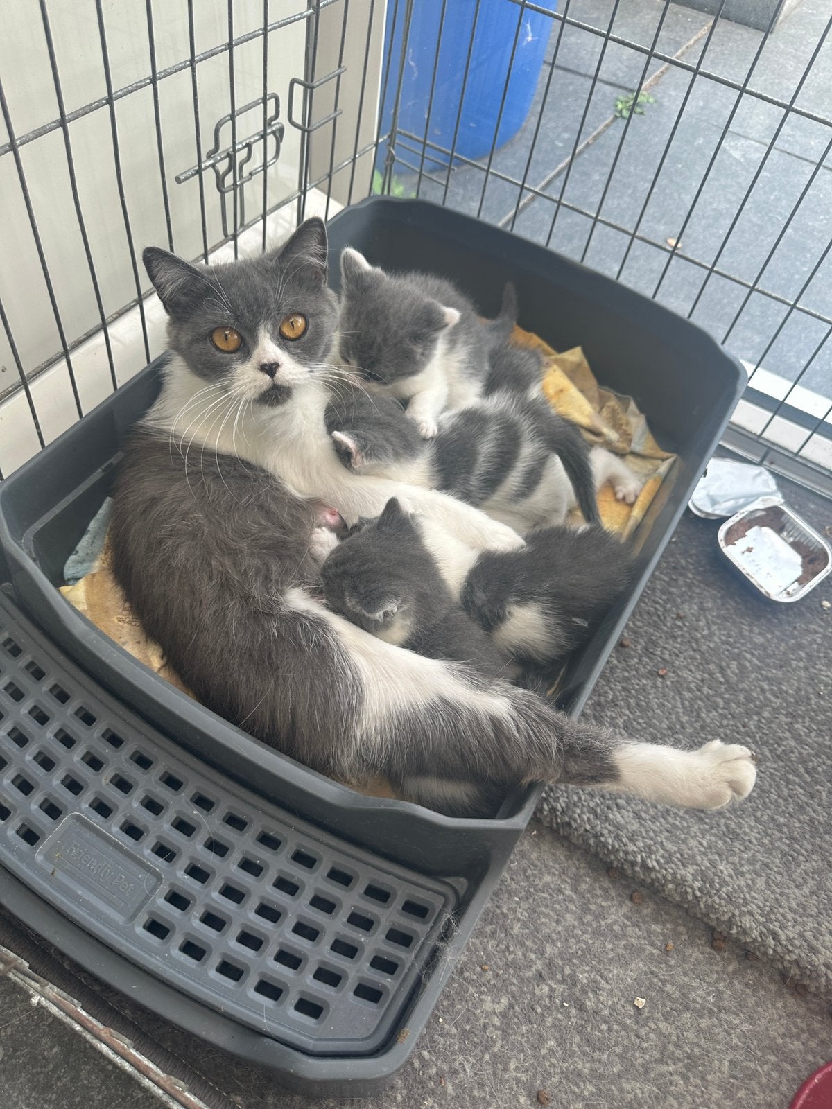Half british korthaar kittens, Dieren en Toebehoren