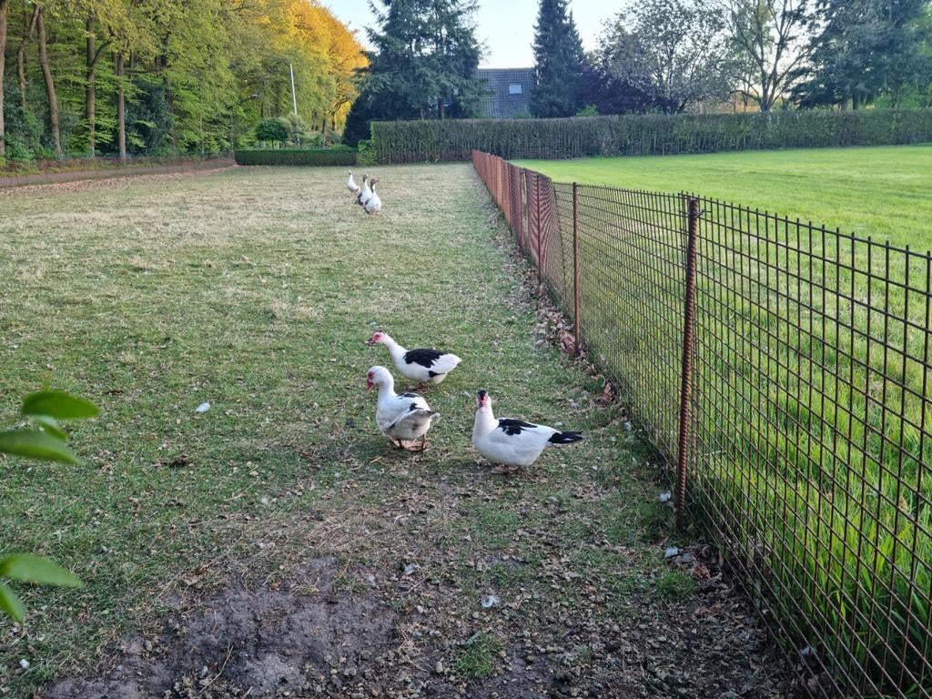 Prachtig trio kaapse eenden muskuseenden 2025 Klaar vr kweek, Meerdere dieren, Eend