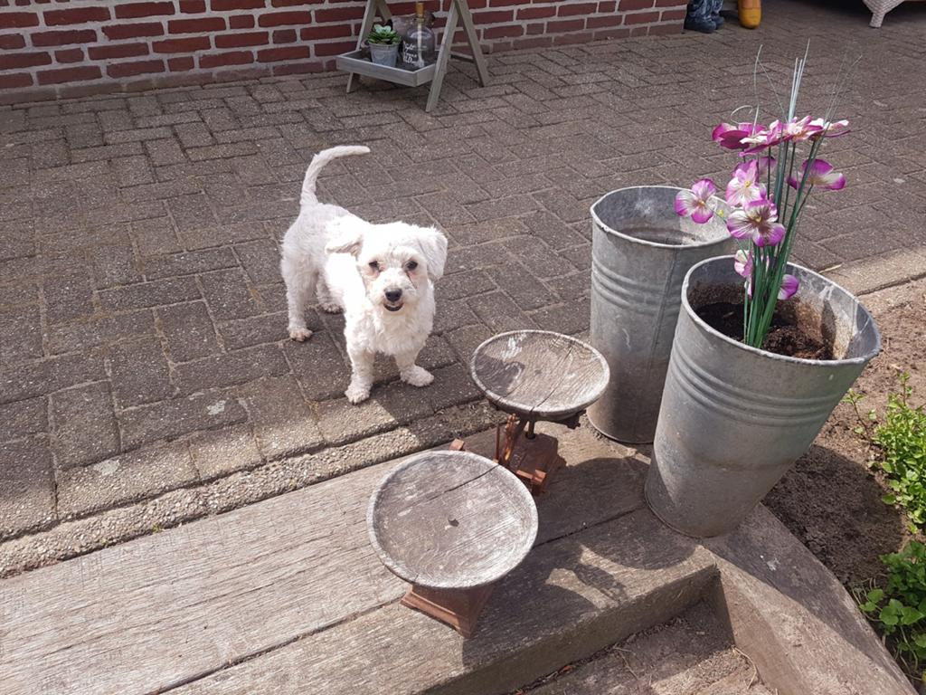 Maltezer dekreu. Rasecht. Ter dekking aangeboden., Dieren en Toebehoren, Parvo, Reu, Eén hond, 3 tot 5 jaar
