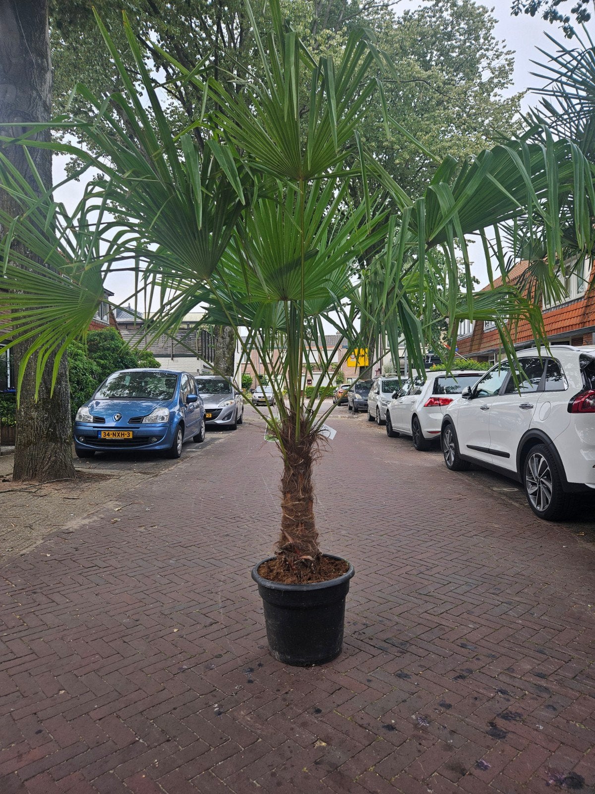Diverse maten palmbomen - Trachycarpus Fortunei vanaf 95, Volle zon, Ophalen of Verzenden, 100 tot 250 cm, Zomer