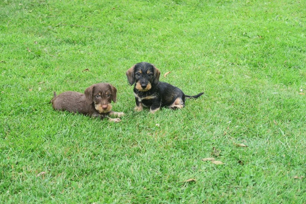 Ruwhaar dwerg Teckel pups reutjes, Dieren en Toebehoren, Honden | Teckels en Dashonden, Parvo, Nederland, Reu, 8 tot 15 weken