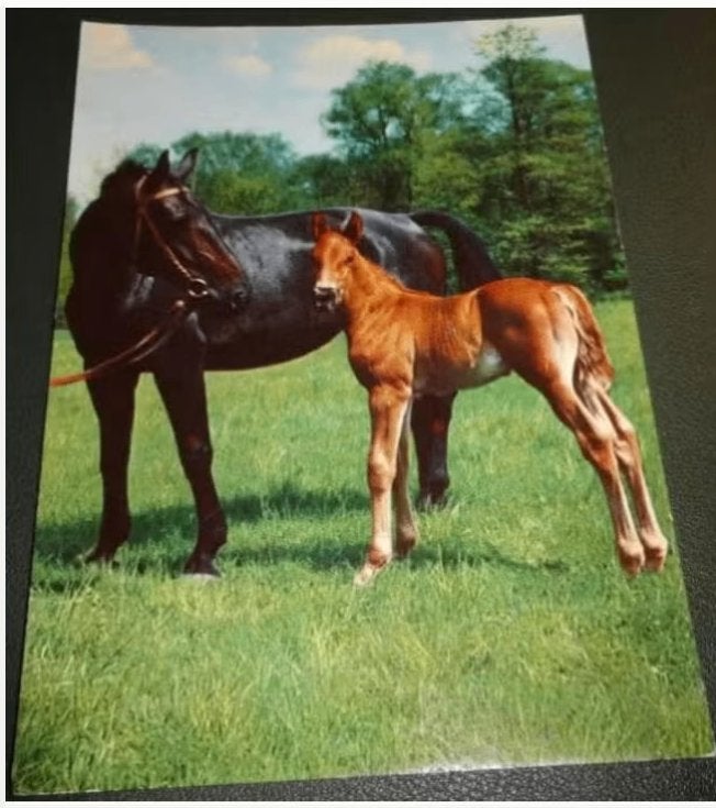 Paard - Pracht Stel - Veulen, Verzenden, 1980 tot heden, Gelopen, Paard