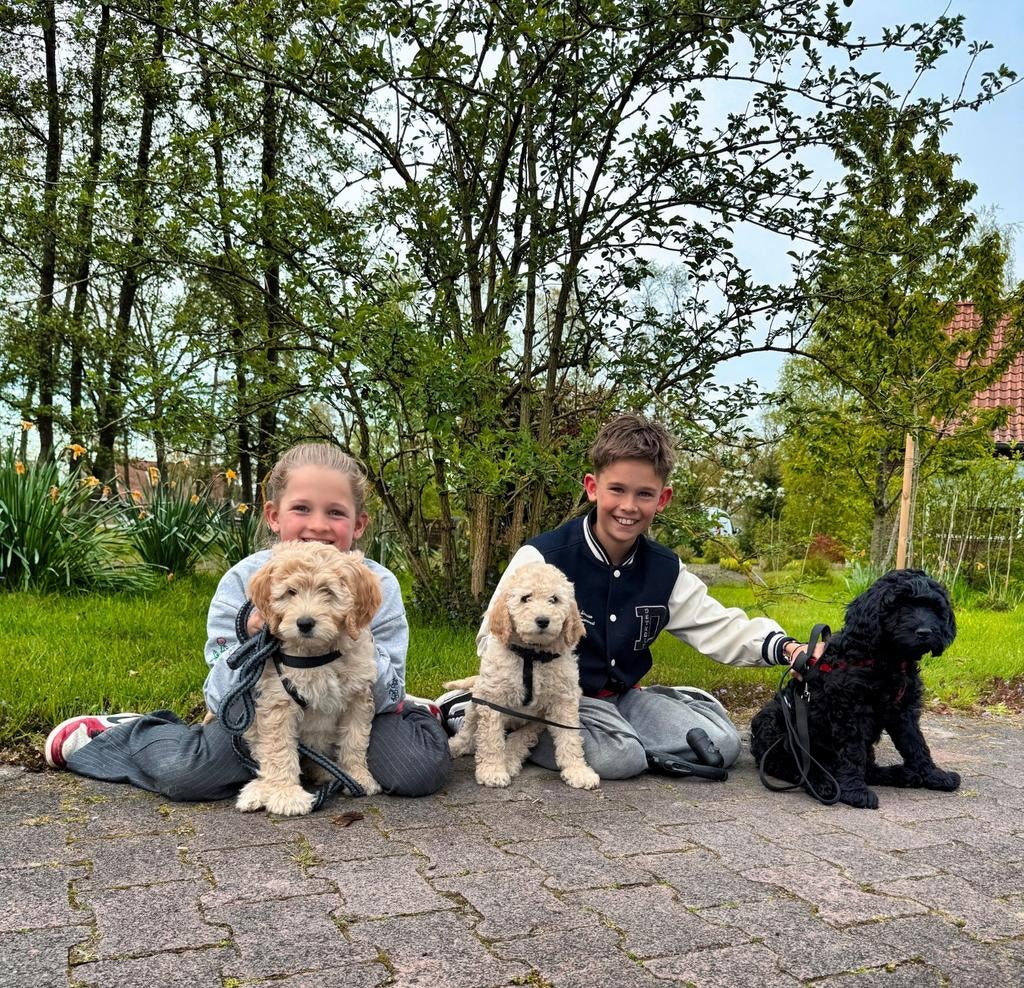 labradoodle pups medium 2 blonde  teefjes 1 zwarte reu, Overige rassen, 8 tot 15 weken, Meerdere, Meerdere dieren