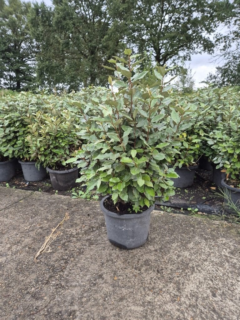 Forse olijfwilg compacta haagplanten 80-100cm, Verzenden, Overige soorten, Haag, Minder dan 100 cm