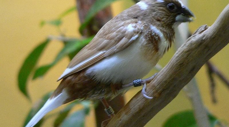 Japanse meeuwen bond overjarig broedrijp, Meerdere dieren