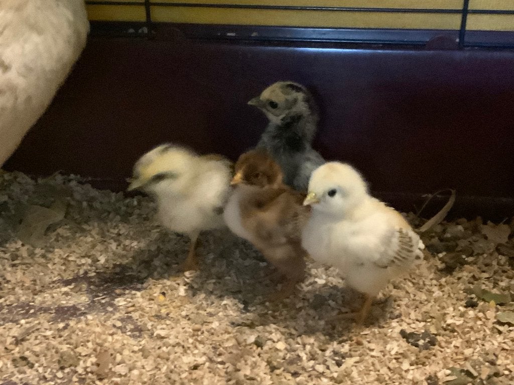 Moederkip, hen met 4 kuikens, Meerdere dieren, Kip