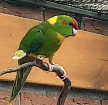 Kakariki man 2026, Dieren en Toebehoren, Vogels | Parkieten en Papegaaien, Mannelijk, Parkiet, Geringd