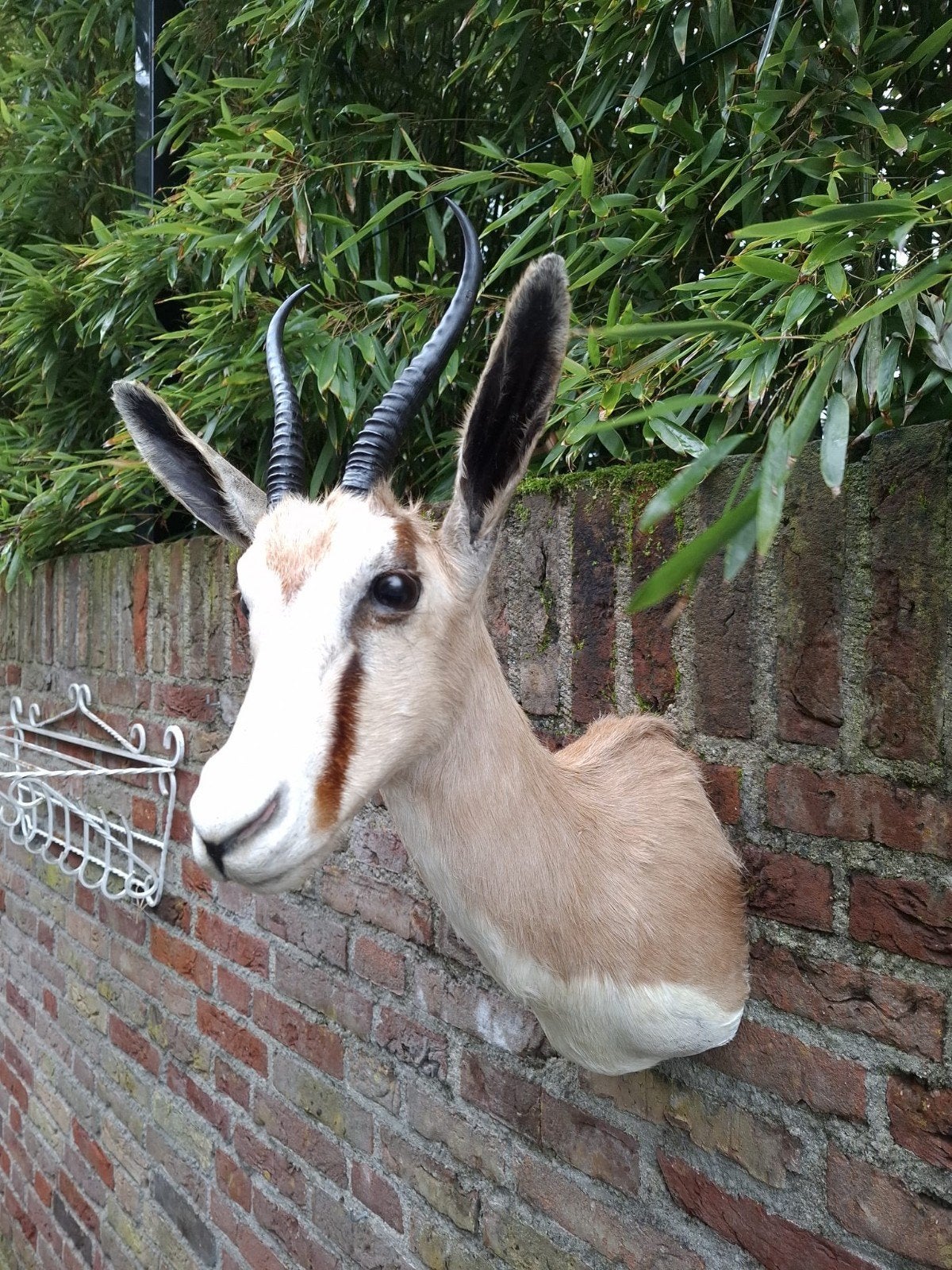 opgezette springbok afrika taxidermy schedel hoorn gewei, Ophalen, Wild dier, Gewei of Kop