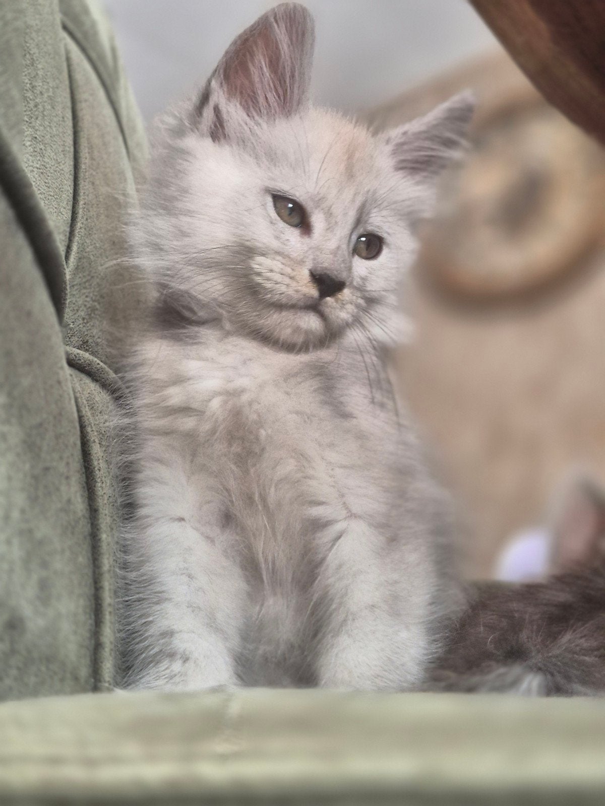 maincoon kittens Russische lijn