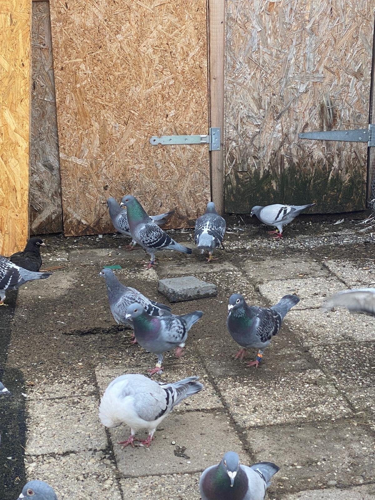 30 Duiven, Meerdere dieren, Postduif