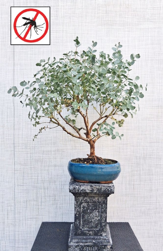 Bonsai Eucalyptus Cinerea Silver Dollar, In pot, Minder dan 100 cm, Bloeiende kamerplant, Bonsai