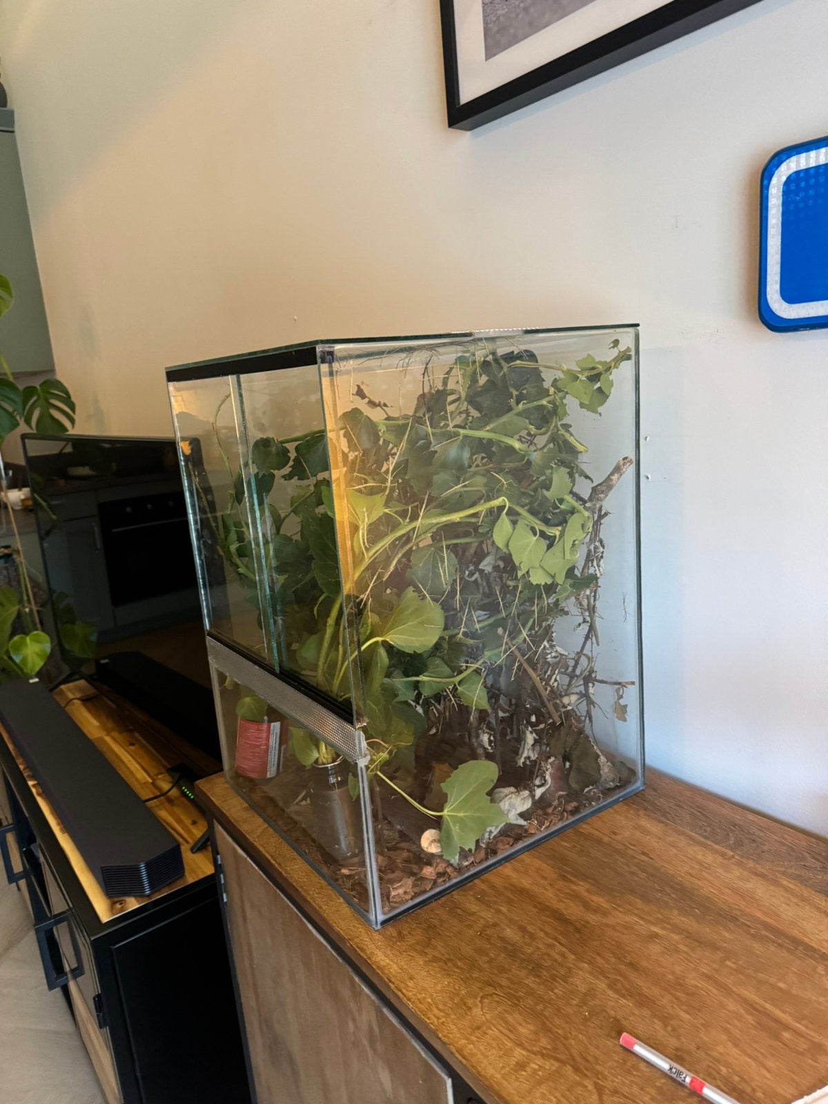 Terrarium 35x35x50 cm incl. wandelende takken en inrichting, Wandelende tak