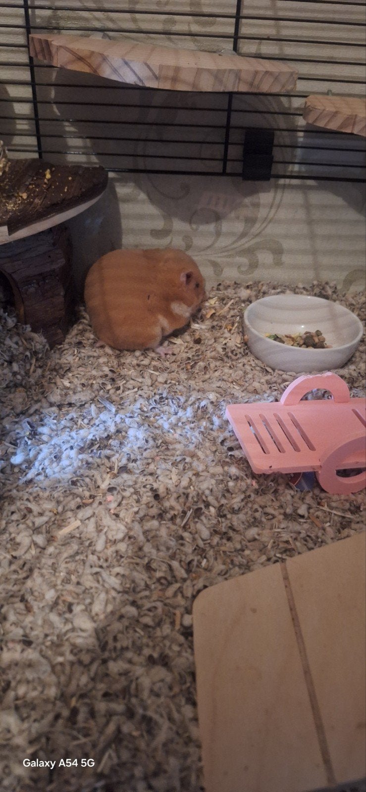 Goudhamster 12 weekjes oud . Alles inclusief, Dieren en Toebehoren, Knaagdieren, Maart, Vrouwelijk, Hamster