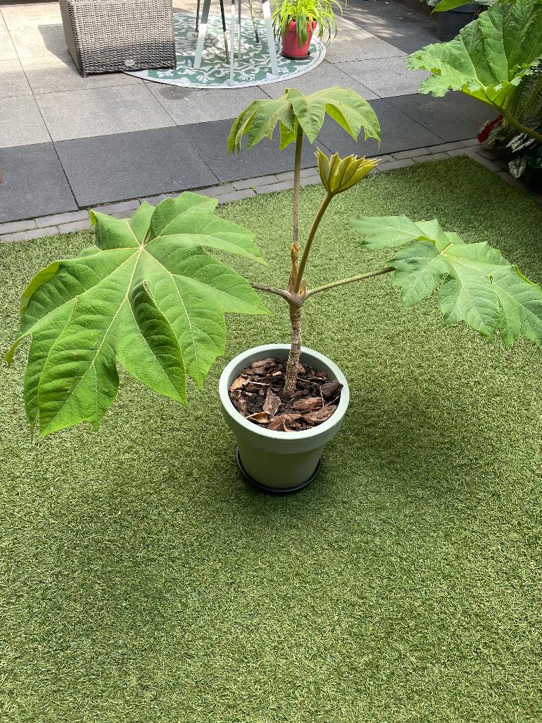 Exotische rijstpapier plant/ Tetrapanax Steroidal Giant, Tuin en Terras, Planten | Tuinplanten, Vaste plant, Halfschaduw, Herfst