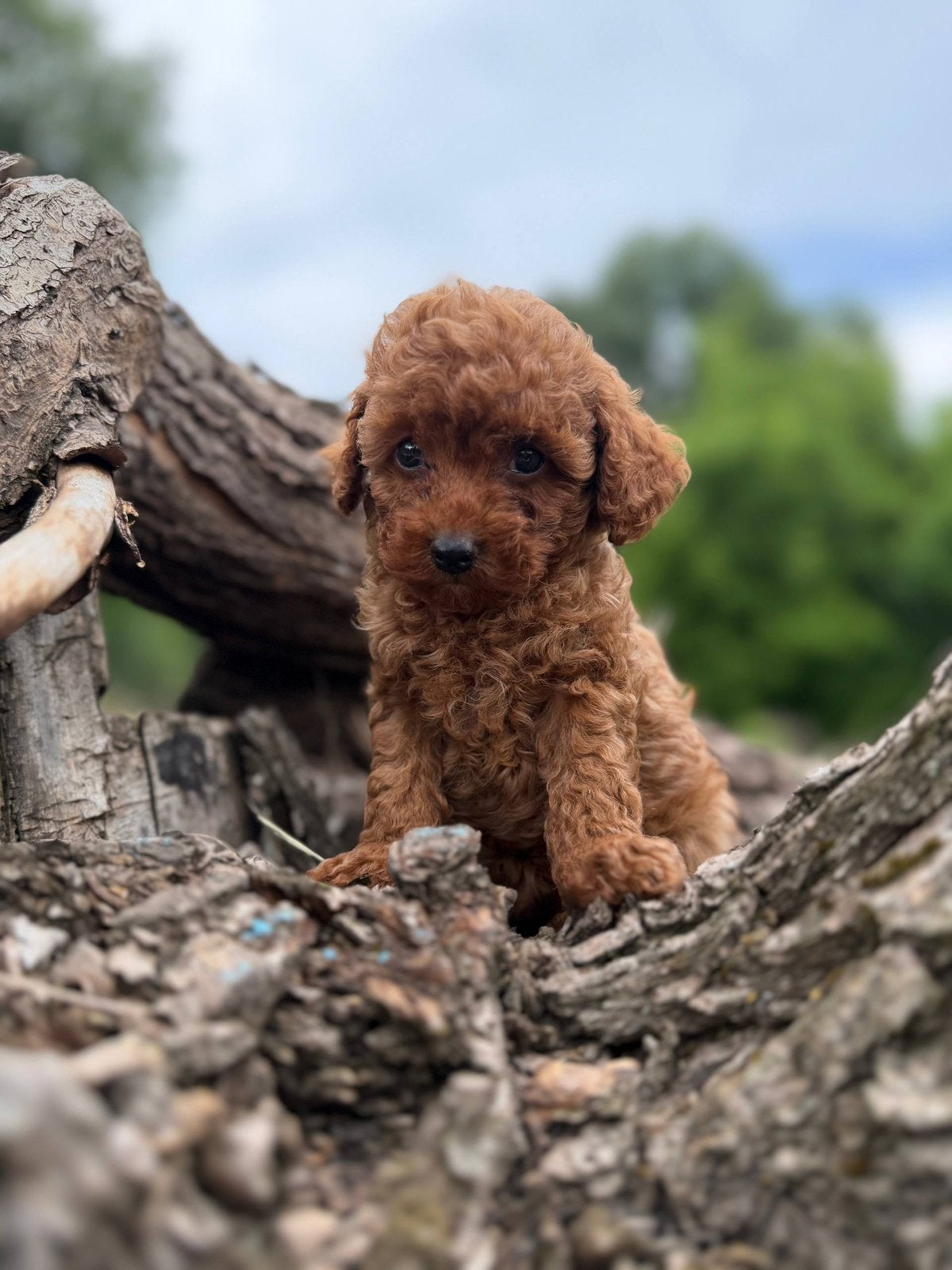 mini toy poedel mini toy poodle, Poedel, 8 tot 15 weken, Teef, Parvo