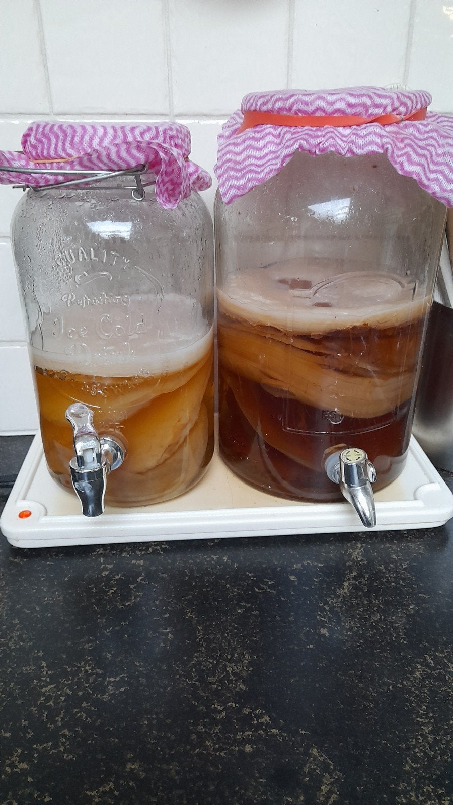 Kombucha scoby, Diversen, Levensmiddelen, Ophalen
